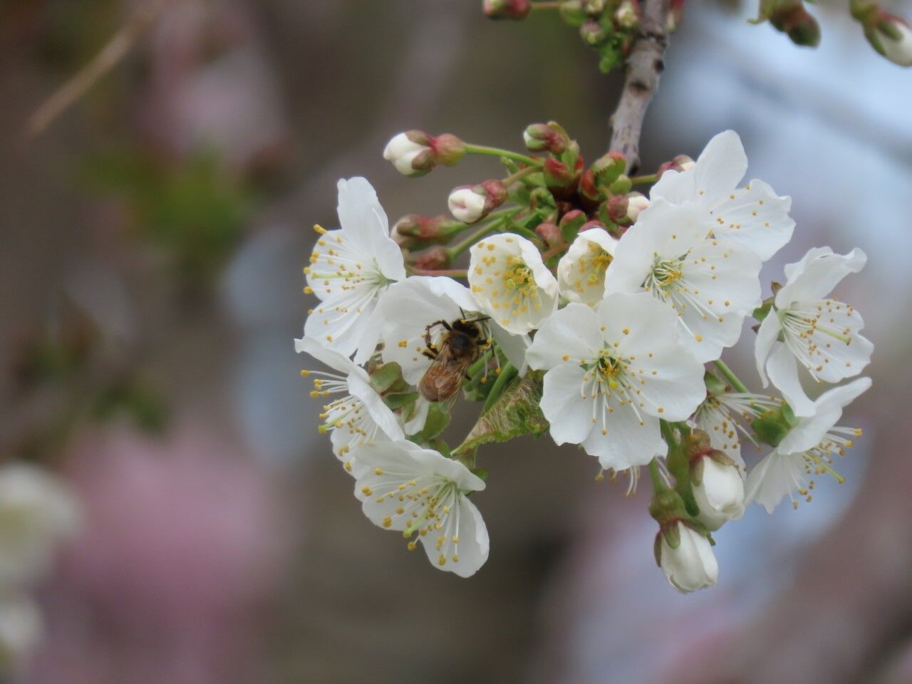 Bees